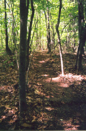path.jpg